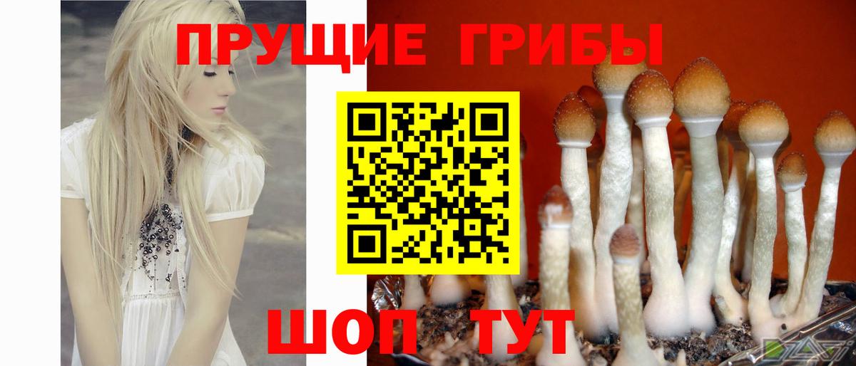 Кингисепп  наркотики  Вход с VPN  Галлюциногенные грибы мухоморы 