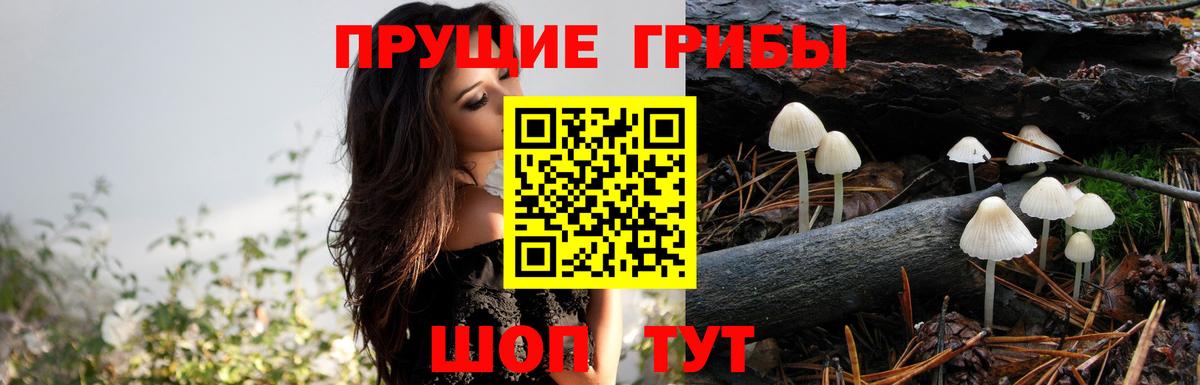Псилоцибиновые грибы GOLDEN TEACHER Кингисепп